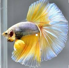 Why high grade betta fish are so expensive ? Best Betta Fish Tanks Reviews Aquariumfreshwaterfishpictures Betta Fish Tank Betta Fish Fish Tank