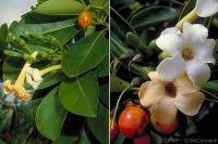 Image result for Feretia aeruginescens