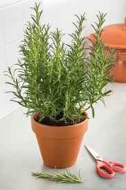 Image result for rosemary container