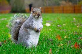 We did not find results for: 8 Proven Ways To Attract Squirrels To Your Backyard My Backyard Life
