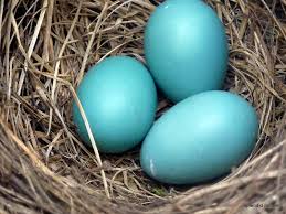 Birds That Lay Blue Eggs On The Ground I Remember The Killdeer That Would Lay Their Nests On The Side Of Our House Every Spring And When Someone Drew Near Robins Egg Blue Robins Egg Blue Inspiration