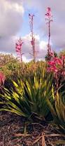 Image result for Watsonia borbonica