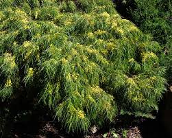 Image result for Acacia montigena