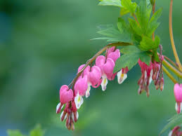 Common bleeding heart plants (lamprocapnos spectabilis, formerly dicentra spectabilis) die back after flowering, but don't worry — they'll return again the following spring. Growing And Caring For Common Bleeding Heart