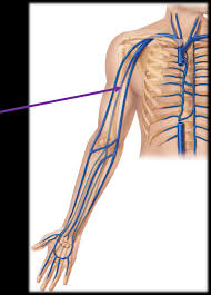 It variably forms as either a h or m type. Download Median Cubital Vein Location Png Image With No Background Pngkey Com
