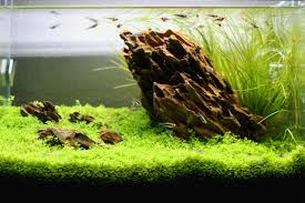 A simple iwagumi aquascape with a powerful impressionproduced with a combination of a stone arrangement and soil mounding. Jozleaqua Aquarium Landscape Dragon Stone Aquascape Freshwater Aquarium