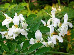 How To Grow A Moringa Tree Moringa Tree Moringa Oleifera Moringa Leaf Powder