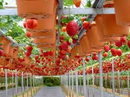 Berkat pandemi, bercocok tanam jadi hobi baru masyarakat perkotaan. Cerita Panen Kita Cara Menanam Strawberry Hingga Panen Mendengar Sebutan Buah Strawberry Mungkin Sudah Tak Asing Lagi Untuk Didengar Oleh Kalangan Masyarakat Luas Baik Dari Kalangan Anak Anak Remaja Hingga Manula Seiring