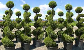 Buy artificial topiary trees and get the best deals at the lowest prices on ebay! Spiral Topiary Garden Plants Online