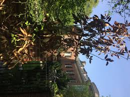Little gem magnolia tree in winter. It Was A Rough Winter For The Southern Magnolia But Don T Give Up On Yours Yet The Washington Post