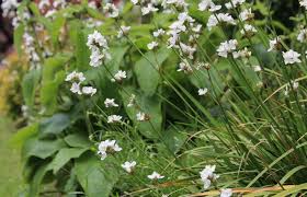 There are few grasses more satisfying to fertilize than fescue grass. Libertia Grandiflora An Evergreen Grass Like Plant With White Flowers White Flowering Plants White Flowers Grass Flower