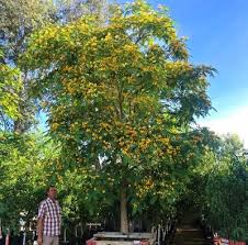 Image result for Tipuana