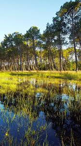 Une Semaine Dans Les Landes A Vous Couper Le Souffle La Velodyssee Landes Vacances Landes Foret Des Landes