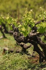 Image result for Calepitrimerus vitis