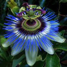 P 0n Unusual Flowers Blue Passion Flower Passion Fruit Flower