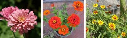 Maybe you would like to learn more about one of these? Five Flowers That Anyone Can Grow From Seed The Seed Collection