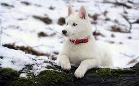 10 Things You Didn T Know About The White Siberian Husky