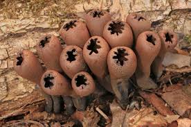 Urnula Craterium Is A Species Of Cup Fungus In The Family Sarcosomataceae It Is Parasitic On Oak And Various Other Hardwoo Fungi Stuffed Mushrooms Slime Mould