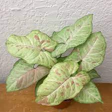 Confetti Plants Variegated Plants Live Plants