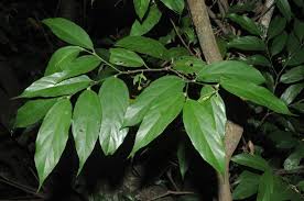 Image result for Leptonychia tokana