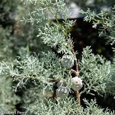 Image result for Cupressus arizonica