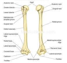 Human body limb bone arm scapula anatomy organ vector. The Posterior And Anterior Views Of The Humeral Bone Anatomy Bones Human Skeleton Anatomy Physiology