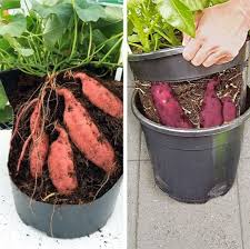 Exotische Susskartoffeln Selbst Anbauen Garten Pflanzen Susskartoffeln Anbauen Exotische