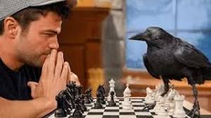 Can A Crow Solve 9 Impossible Puzzles