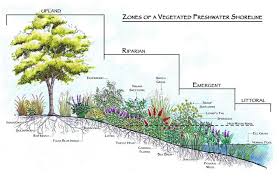 Pinterest Thumbnail 5 Zones Of A Vegetated Freshwater Shoreline Shoreline Natural Pond Pond Design