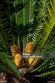 Image result for Encephalartos lebomboensis