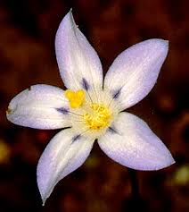 Image result for Wahlenbergia capitata