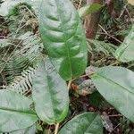 Image result for Xylopia rubescens