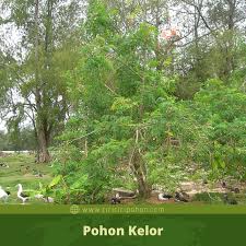 Jalan ahmad bin kasa, tanjung bungah 2020 march 20. Cici Ciri Pohon Kelor Moringa Oleifera Di Alam Liar Ciriciripohon Com