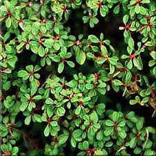 Image result for Cotoneaster microphyllus