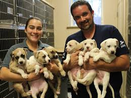 This can be achieved by satisfying any single one of the following conditions: Hurricane Harvey Emergency Response Animal League