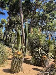 Les Cactus Au Jardin Botanique Du Cap Roig Jardin Botanique Botanique Jardins