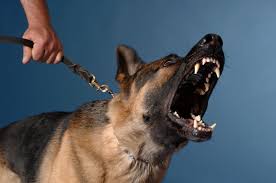 We did not find results for: How To Stop Bad Dog Behaviors Steemit