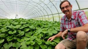 The japones chile can be chopped, pureed, roasted, browned, or ground prior to adding to your recipes. Wasabi Por Que Estados Unidos Invierte En La Planta Mas Dificil De Cultivar Del Mundo Bbc News Mundo