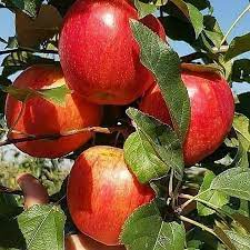 Petani Modern On Instagram Banyak Orang Yang Menyukai Buah Apel Buah Yang Berwarna Merah Dan Hijau Ini Mempunyai Ra Fruit Vegetables Fruits And Vegetables