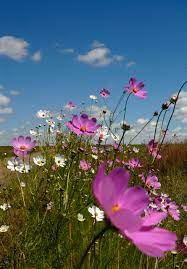 Flowers in season below is a guide to south africa s popular wedding. Cosmos Flowers In Bloom Are A Common Sight Along Roads In The Fr South Africa Gateway