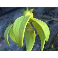 Image result for Artabotrys hexapetalus