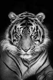 Black And White Tiger Picture Wedding Photography Black White Tiger Black And White Tiger White Tiger Drawing Pencil White Tiger Art White In 2020 Sumatran Tiger Big Cats Tiger Photography