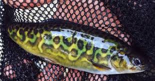 Tiger Trout Copy Jpg 878 626 Wild Tiger Trout Brook Trout