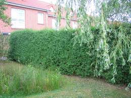 Quelles sont les règles à respecter ? Les Distances A Respecter Lors De La Plantation D Un Arbre Ou D Une Haie