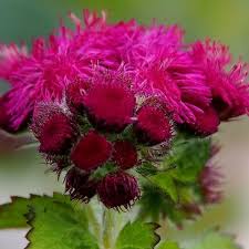 Image result for Ageratum