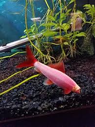 Glofish bettas are an exciting addition to glofish! Glofish Wikipedia