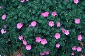 Image result for Geranium sanguineum Max Frei