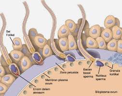 Gastrulasi adalah proses perkembangan embrio, di mana sel bakal organ yang telah terbentuk pada stadium blastula mengalami pada manusia pronefros, mesonefros dan metanefros terbentuk secara. Proses Fertilisasi Dan Perkembangan Embrio Dalam Rahim Uterus