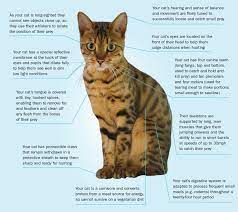 Rabbits, moles, voles, mice, etc. Why Does My Cat Hunt Battersea
