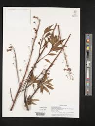 Image result for Lysimachia ruhmeriana